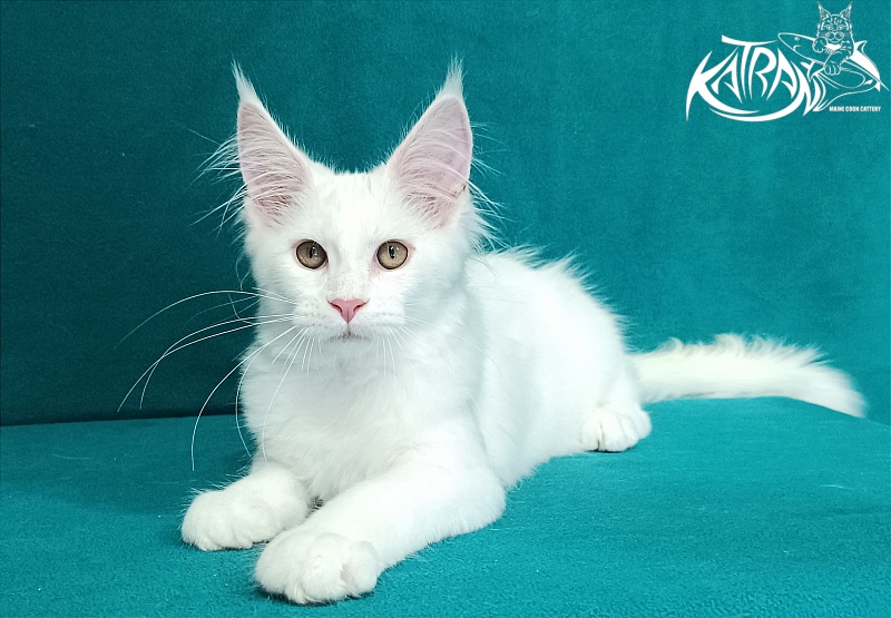 Katran Vivienne - Кошеня мейн-кун 3 місяця 1 тиждень