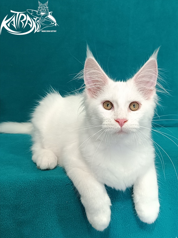Katran Vivienne - Кошеня мейн-кун 3 місяця 1 тиждень