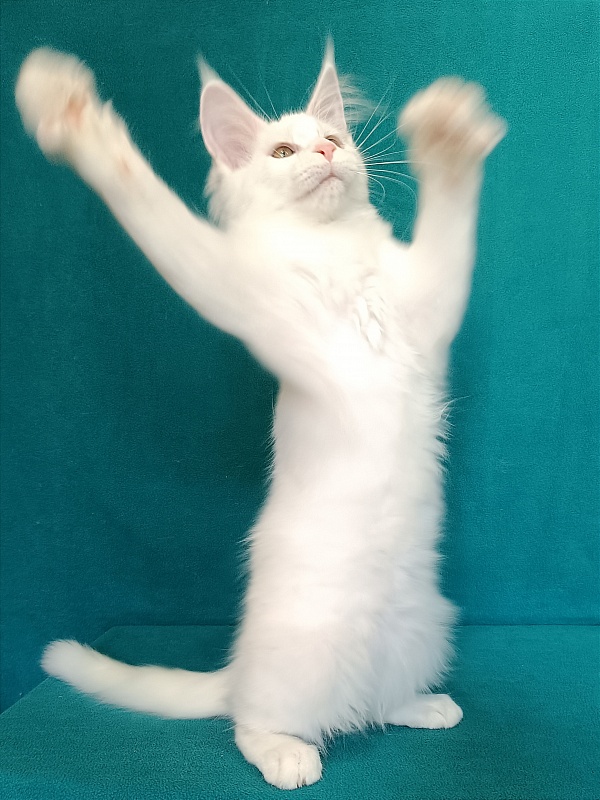 Katran Vivienne - Кошеня мейн-кун 3 місяця 1 тиждень