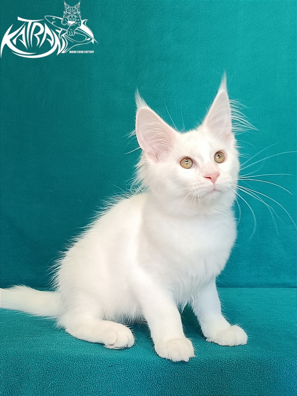 Katran Vivienne - Кошеня мейн-кун 3 місяця 1 тиждень