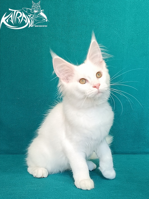 Katran Vivienne - Кошеня мейн-кун 3 місяця 1 тиждень