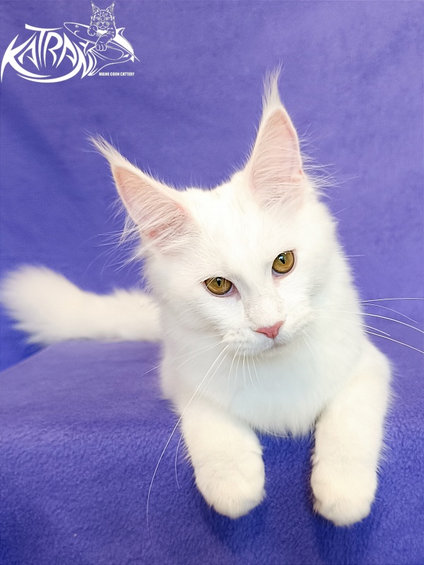 Katran Vivienne - Кошеня мейн-кун 5 місяців 2,5 тижні