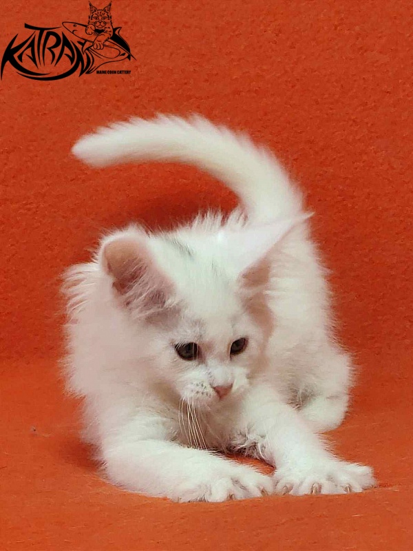 Katran Vivienne - Кошеня мейн-кун 1 місяць 3 тижні