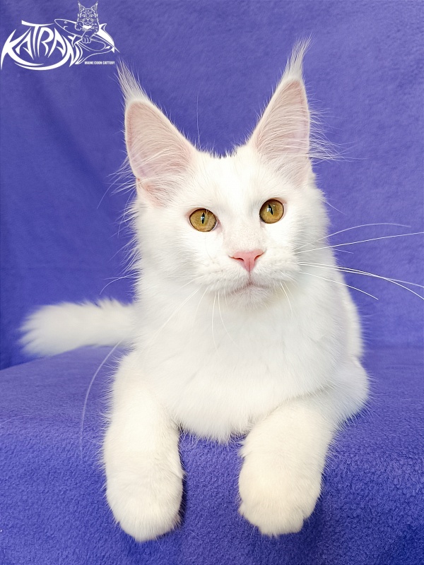 Katran Vivienne - Кошеня мейн-кун 5 місяців 2,5 тижні