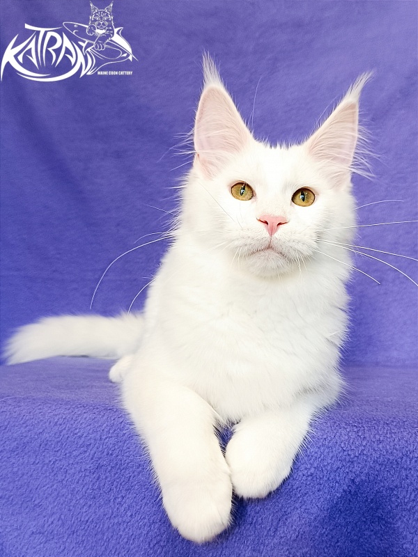 Katran Vivienne - Кошеня мейн-кун 5 місяців 2,5 тижні