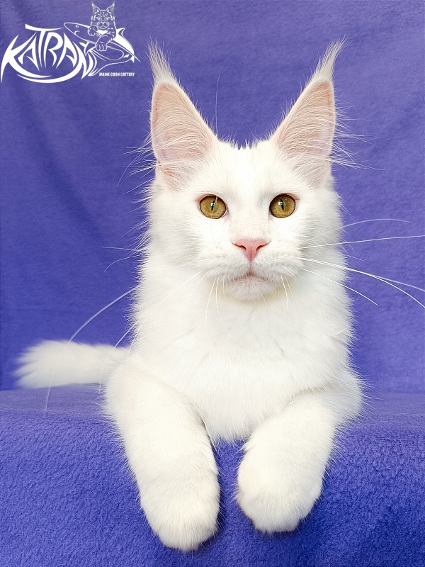 Katran Vivienne - Кошеня мейн-кун 5 місяців 2,5 тижні