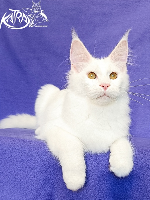 Katran Vivienne - Кошеня мейн-кун 5 місяців 2,5 тижні