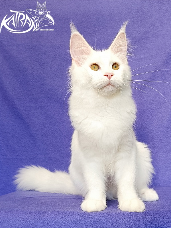 Katran Vivienne - Кошеня мейн-кун 5 місяців 2,5 тижні