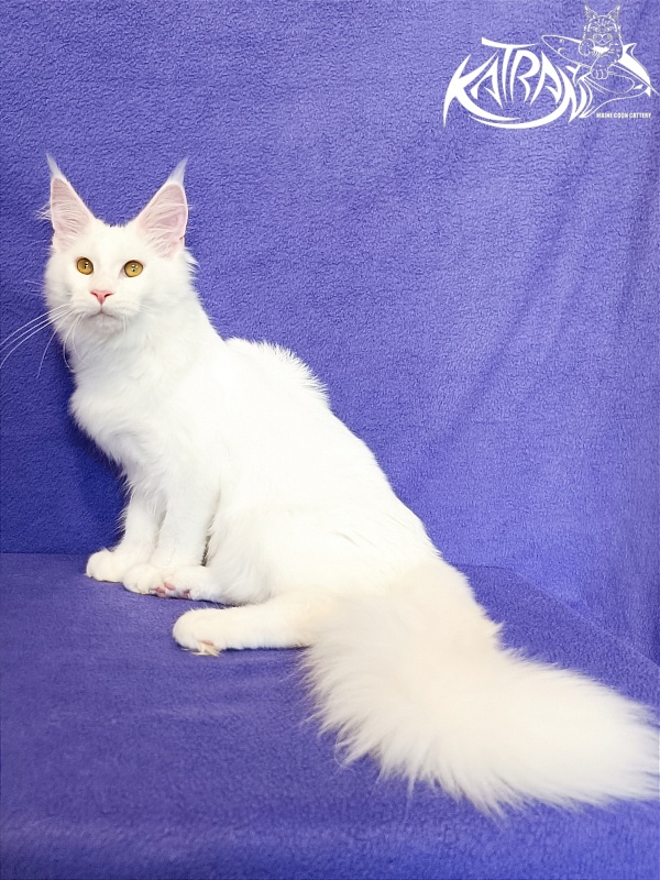 Katran Vivienne - Кошеня мейн-кун 5 місяців 2,5 тижні