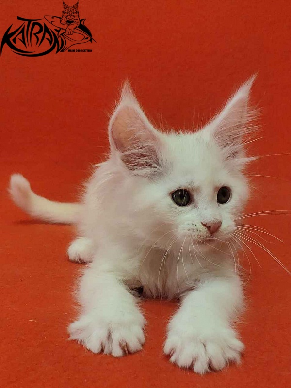 Katran Vivienne - Кошеня мейн-кун 1 місяць 3 тижні