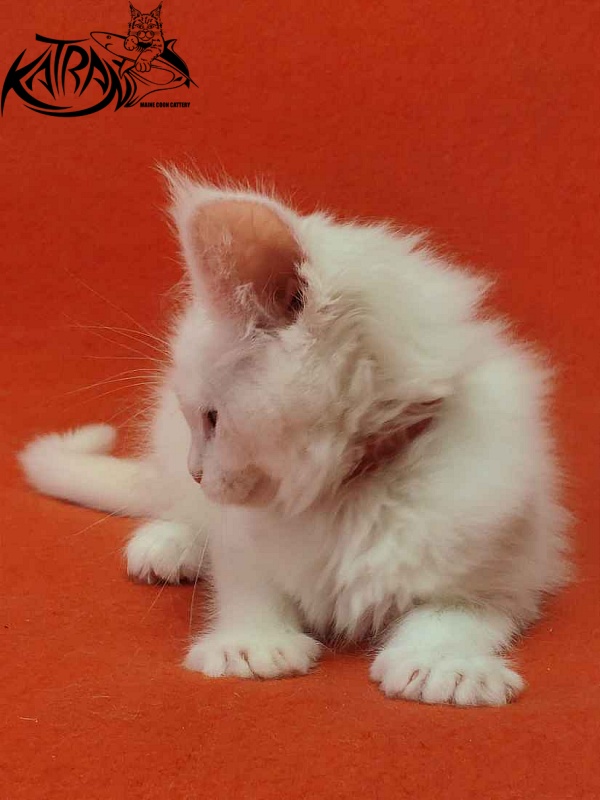 Katran Vivienne - Кошеня мейн-кун 1 місяць 3 тижні