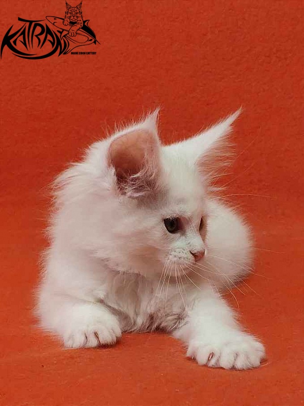 Katran Vivienne - Кошеня мейн-кун 1 місяць 3 тижні