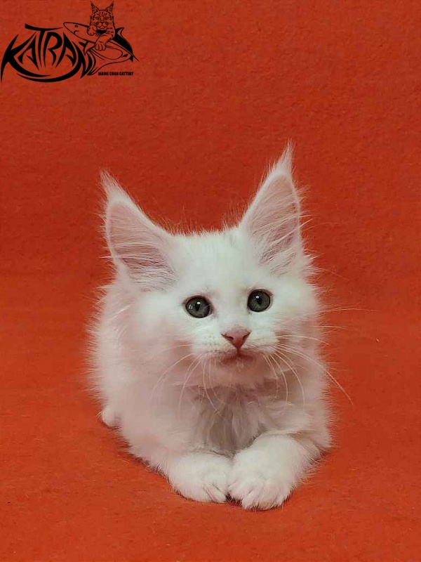 Katran Vivienne - Кошеня мейн-кун 1 місяць 3 тижні