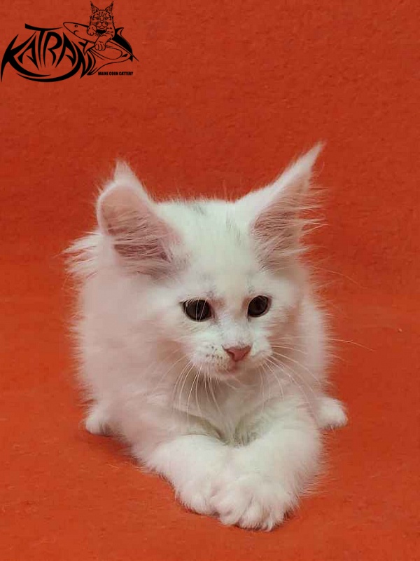 Katran Vivienne - Кошеня мейн-кун 1 місяць 3 тижні