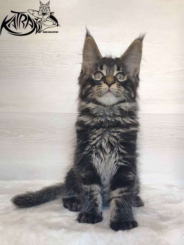 Katran Winston - Kitten maine-coon 2 months