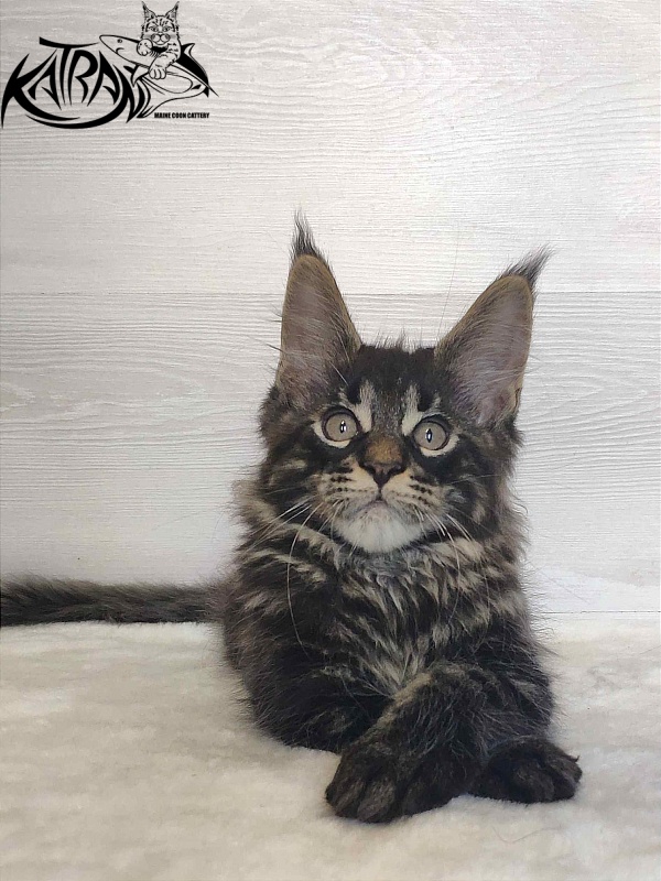 Katran Winston - Kitten maine-coon 2 months