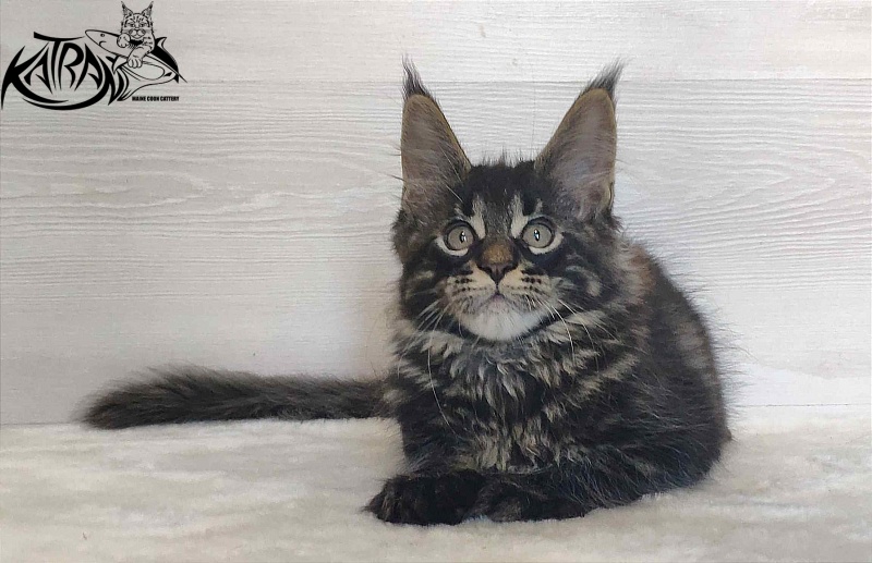 Katran Winston - Kitten maine-coon 2 months