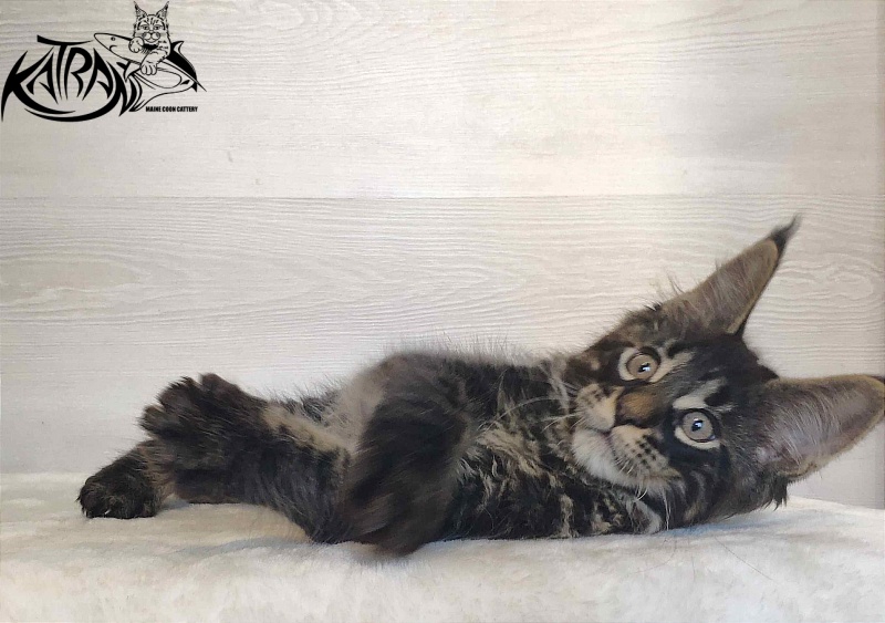 Katran Winston - Kitten maine-coon 2 months
