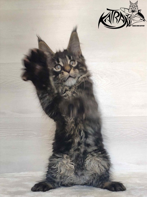 Katran Winston - Kitten maine-coon 2 months