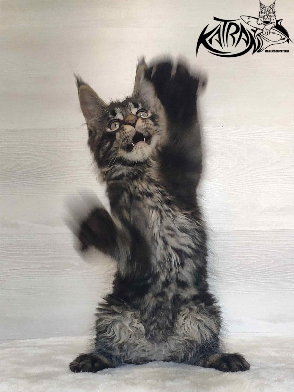 Katran Winston - Kitten maine-coon 2 months