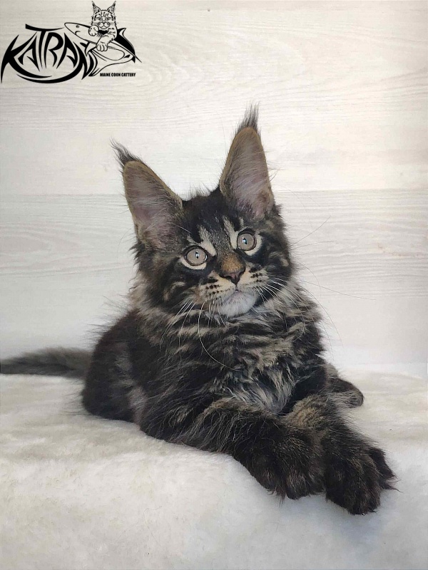 Katran Winston - Kitten maine-coon 2 months