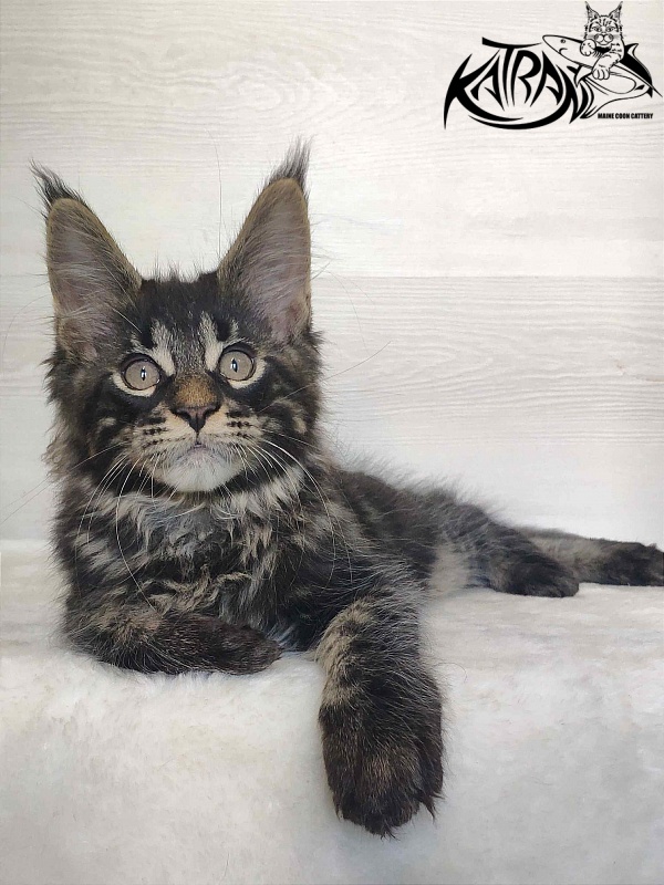 Katran Winston - Kitten maine-coon 2 months
