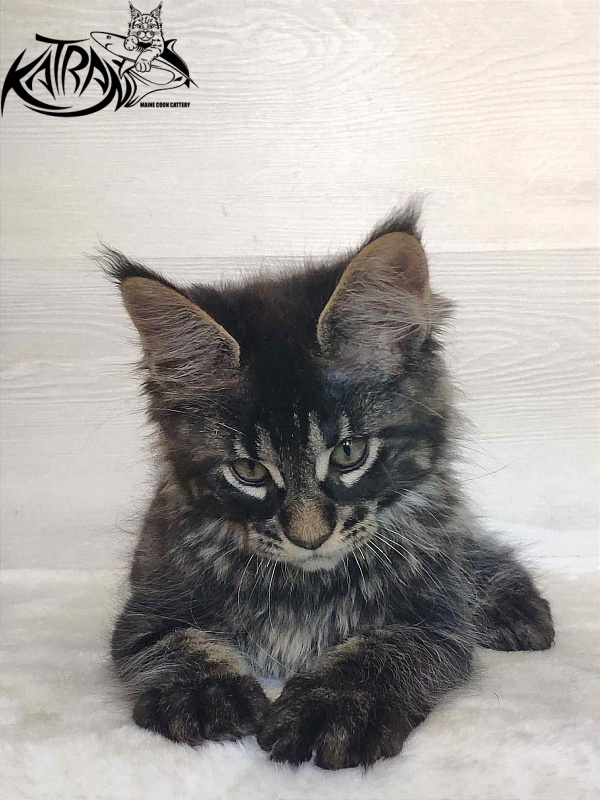 Katran Winston - Kitten maine-coon 2 months