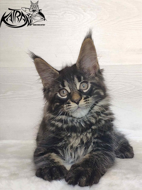 Katran Winston - Kitten maine-coon 2 months