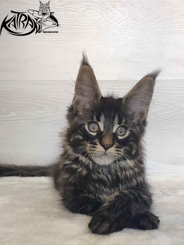 Katran Winston - Kitten maine-coon 2 months