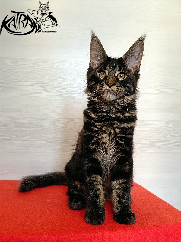 Katran Winston - Kitten maine-coon 3 months 1 week
