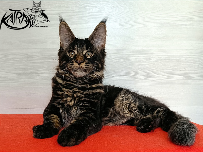 Katran Winston - Kitten maine-coon 3 months 1 week