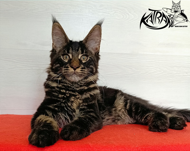 Katran Winston - Kitten maine-coon 3 months 1 week