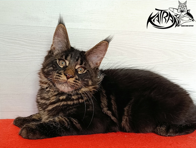 Katran Winston - Kitten maine-coon 3 months 1 week