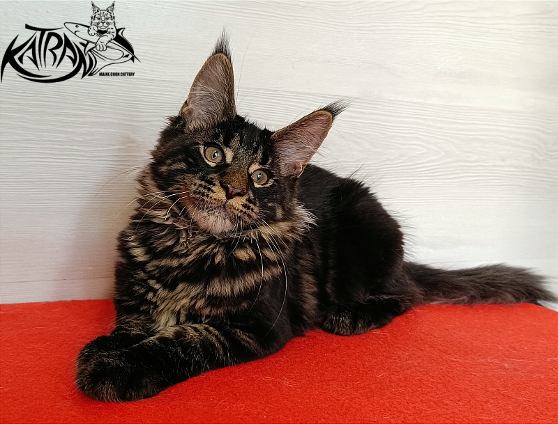 Katran Winston - Kitten maine-coon 3 months 1 week