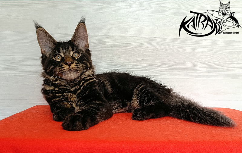 Katran Winston - Kitten maine-coon 3 months 1 week