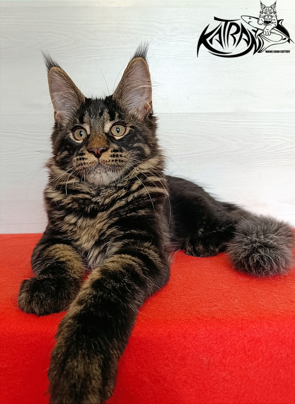 Katran Winston - Kitten maine-coon 3 months 1 week