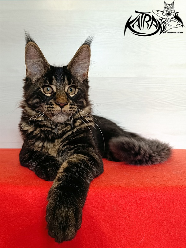 Katran Winston - Kitten maine-coon 3 months 1 week