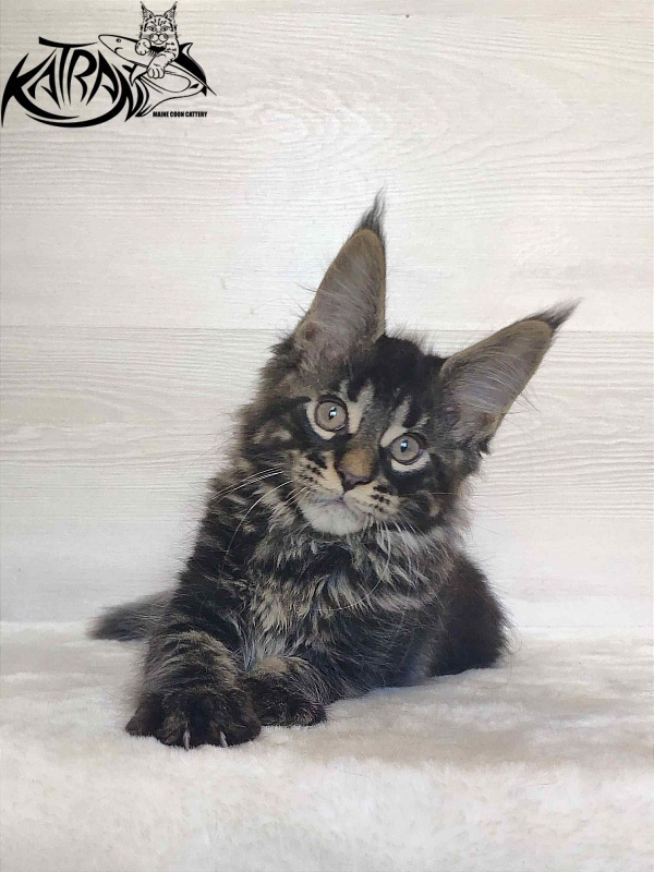 Katran Winston - Kitten maine-coon 2 months