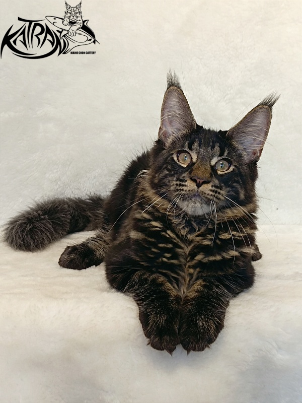 Katran Winston - Kitten maine-coon 4 months