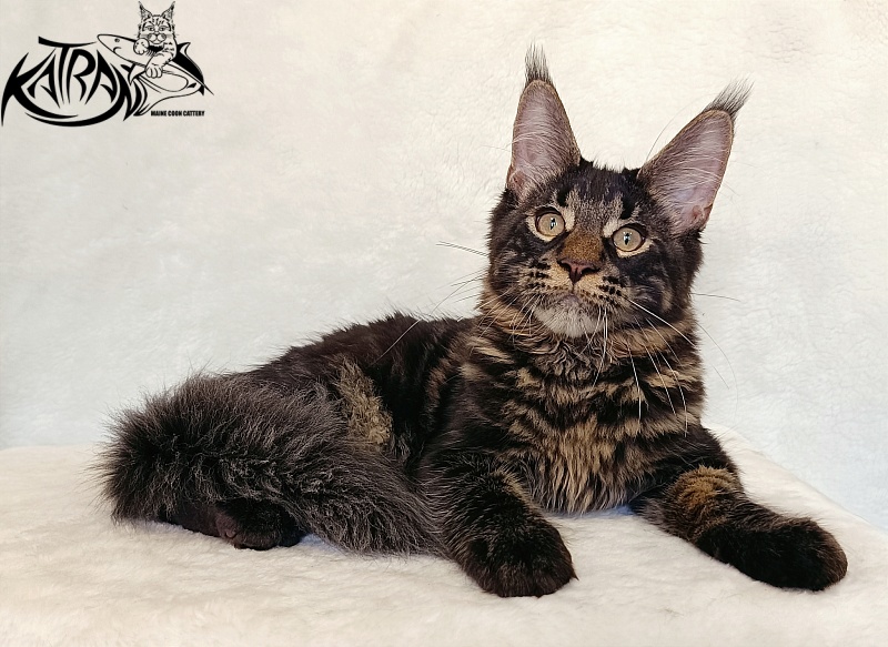 Katran Winston - Kitten maine-coon 4 months