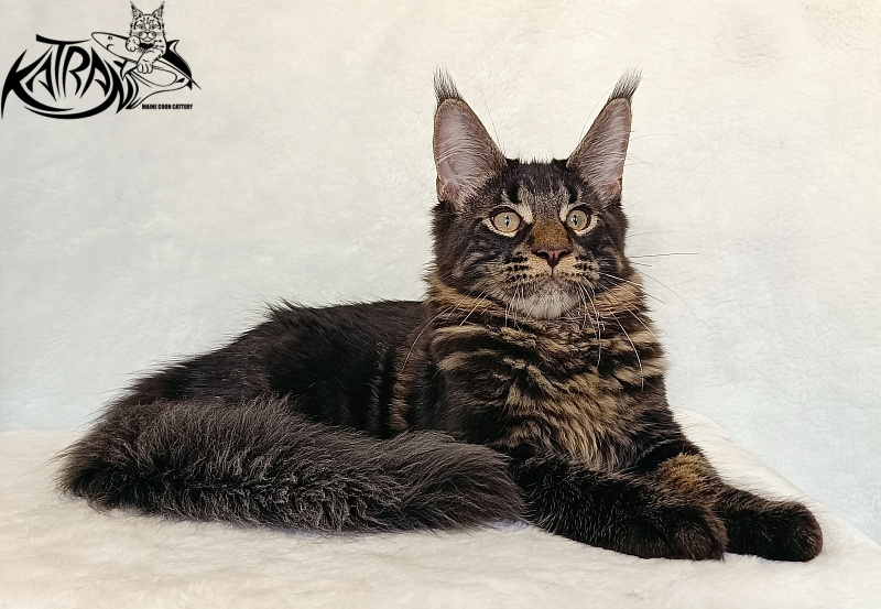 Katran Winston - Kitten maine-coon 4 months