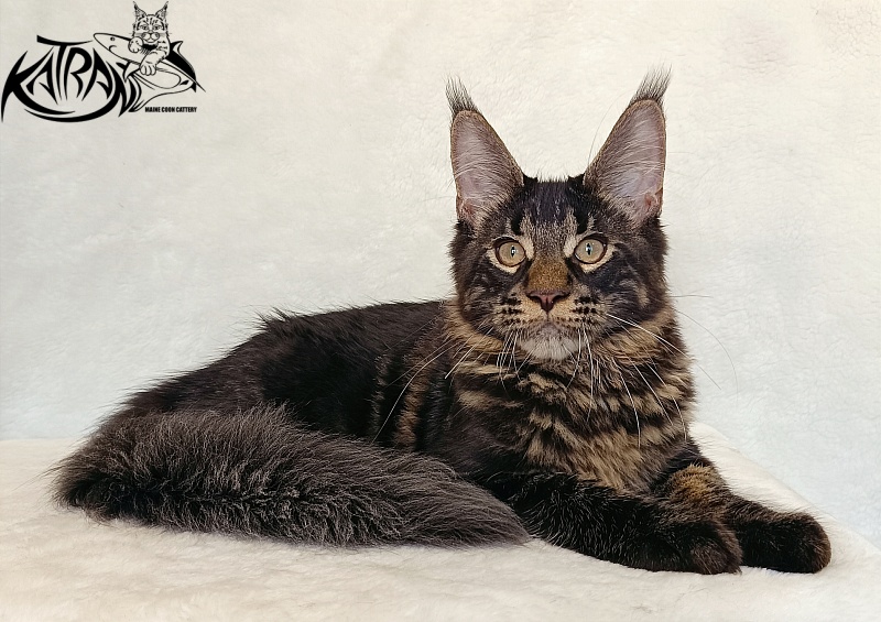 Katran Winston - Kitten maine-coon 4 months