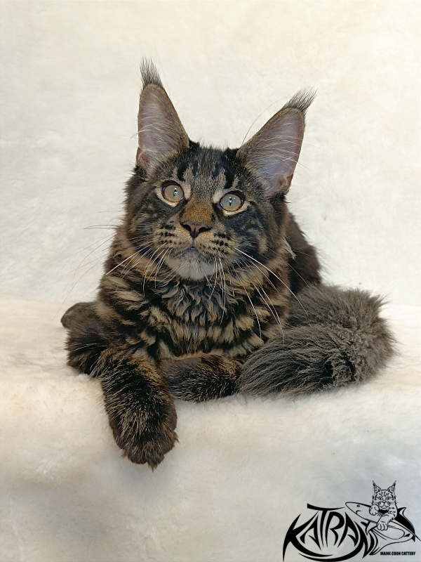 Katran Winston - Kitten maine-coon 4 months