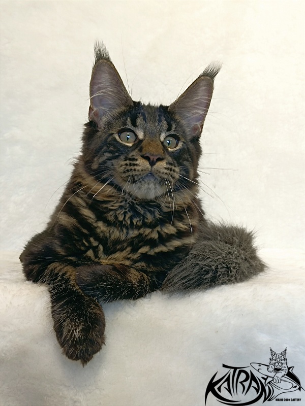 Katran Winston - Kitten maine-coon 4 months