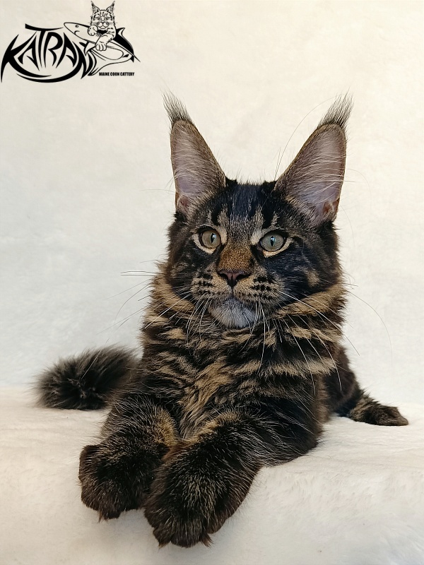 Katran Winston - Kitten maine-coon 4 months