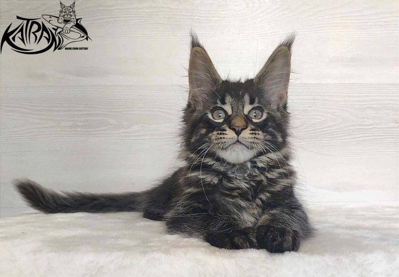 Katran Winston - Kitten maine-coon 2 months