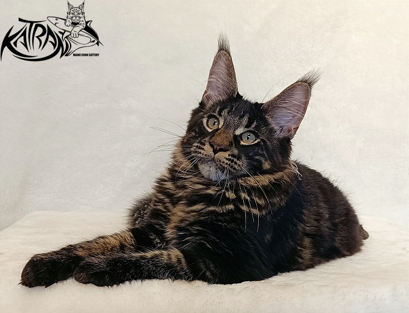 Katran Winston - Kitten maine-coon 4 months