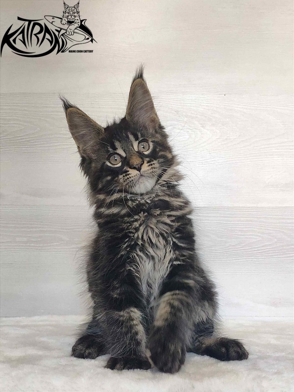 Katran Winston - Kitten maine-coon 2 months