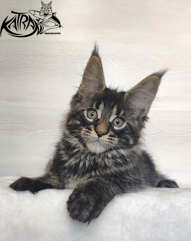 Katran Winston - Kitten maine-coon 2 months