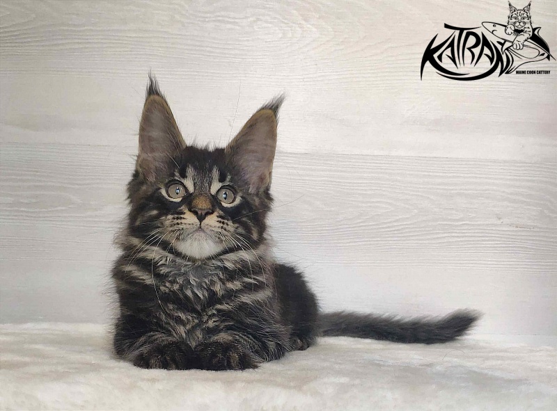 Katran Winston - Kitten maine-coon 2 months